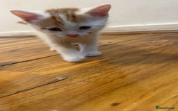 Mixed Breed cats for sale: Beautiful kittens looking for new homes!! - Image 4