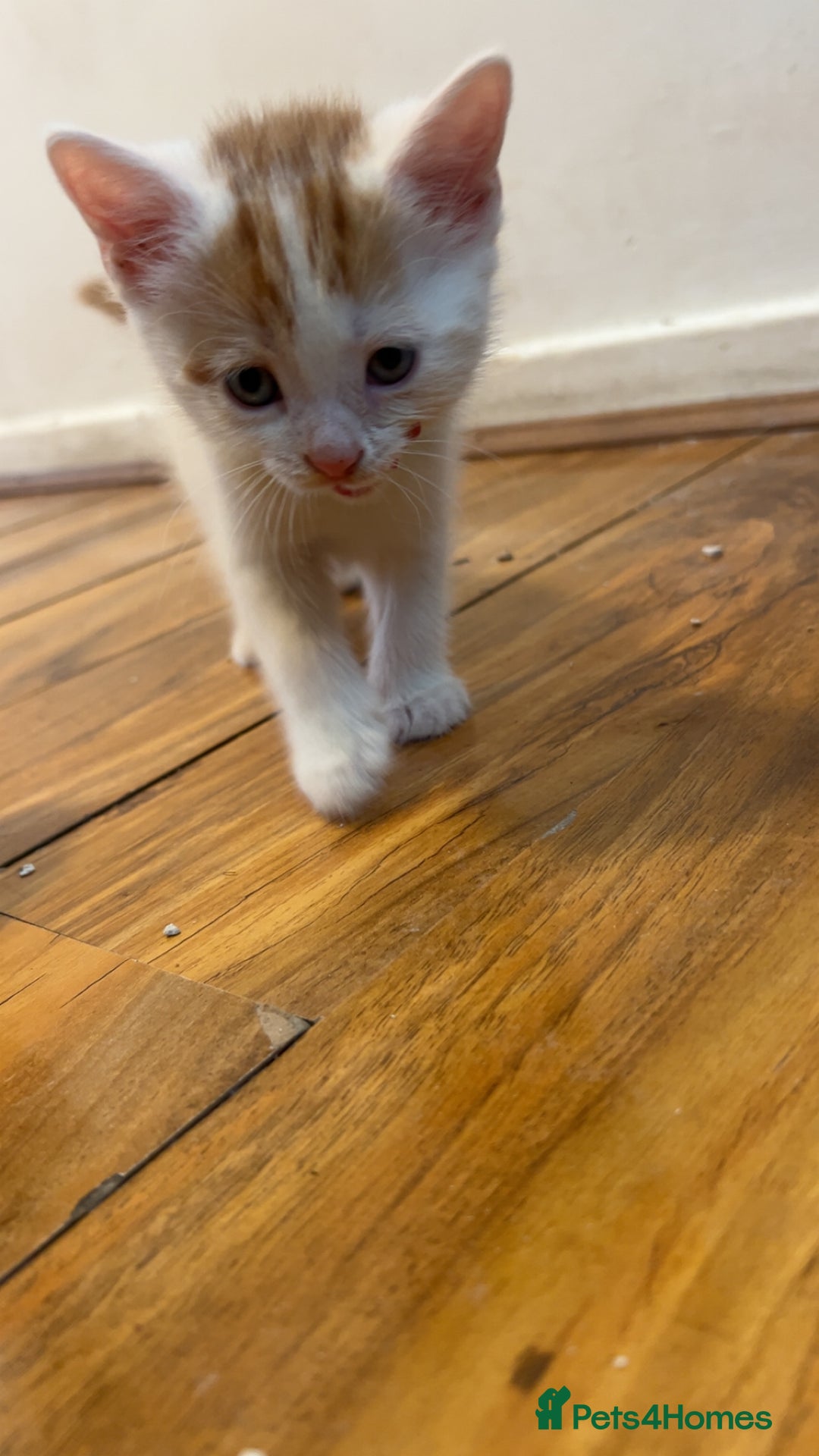 Mixed Breed cats for sale: Beautiful kittens looking for new homes!! - Image 4