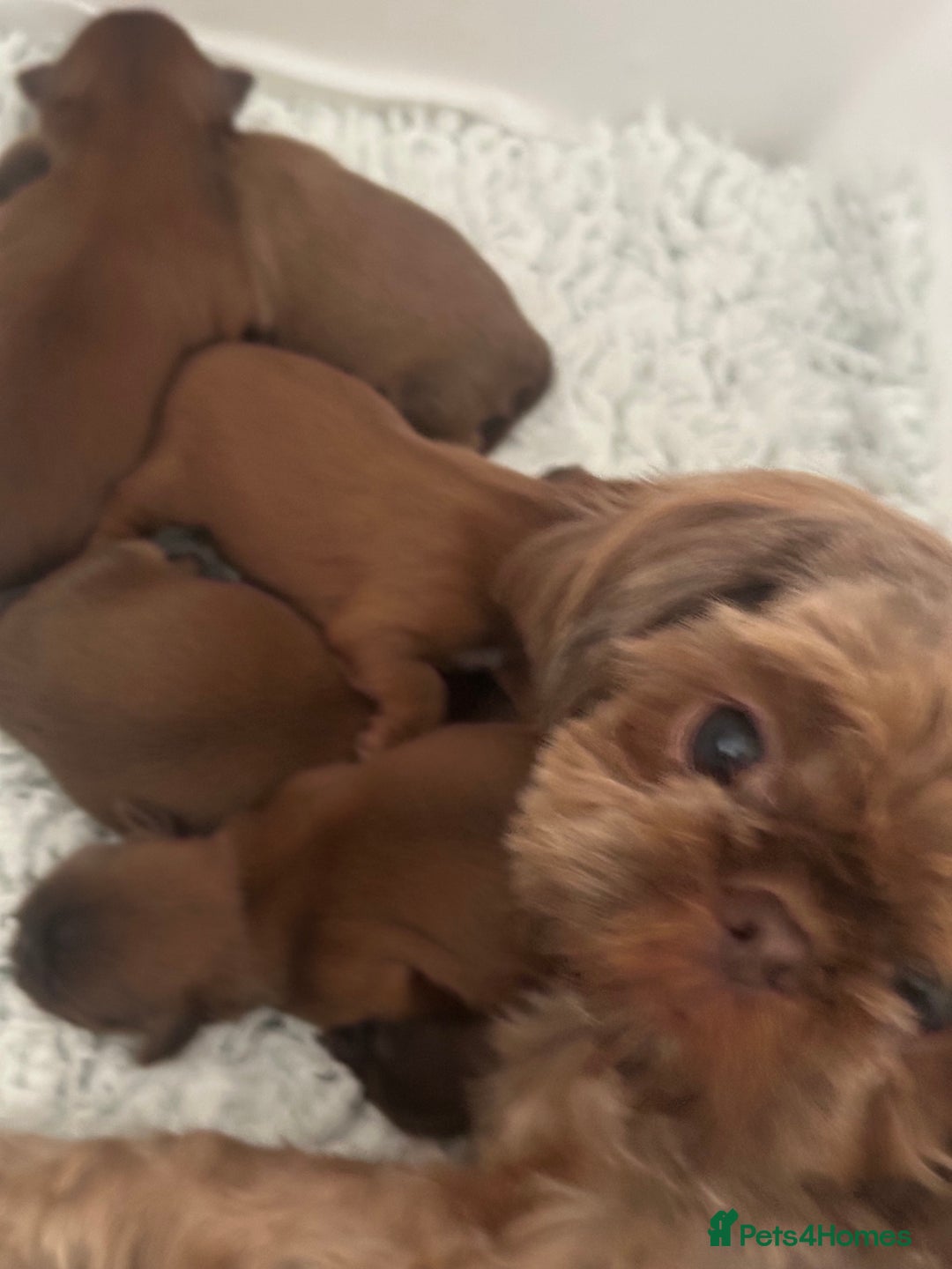 Shih Tzu dogs for sale: Stunning Karashishi Shih tzus - Image 6