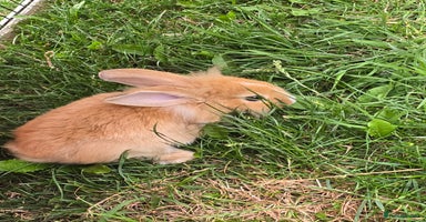 Mini Lion Lop rabbits - Advert 1