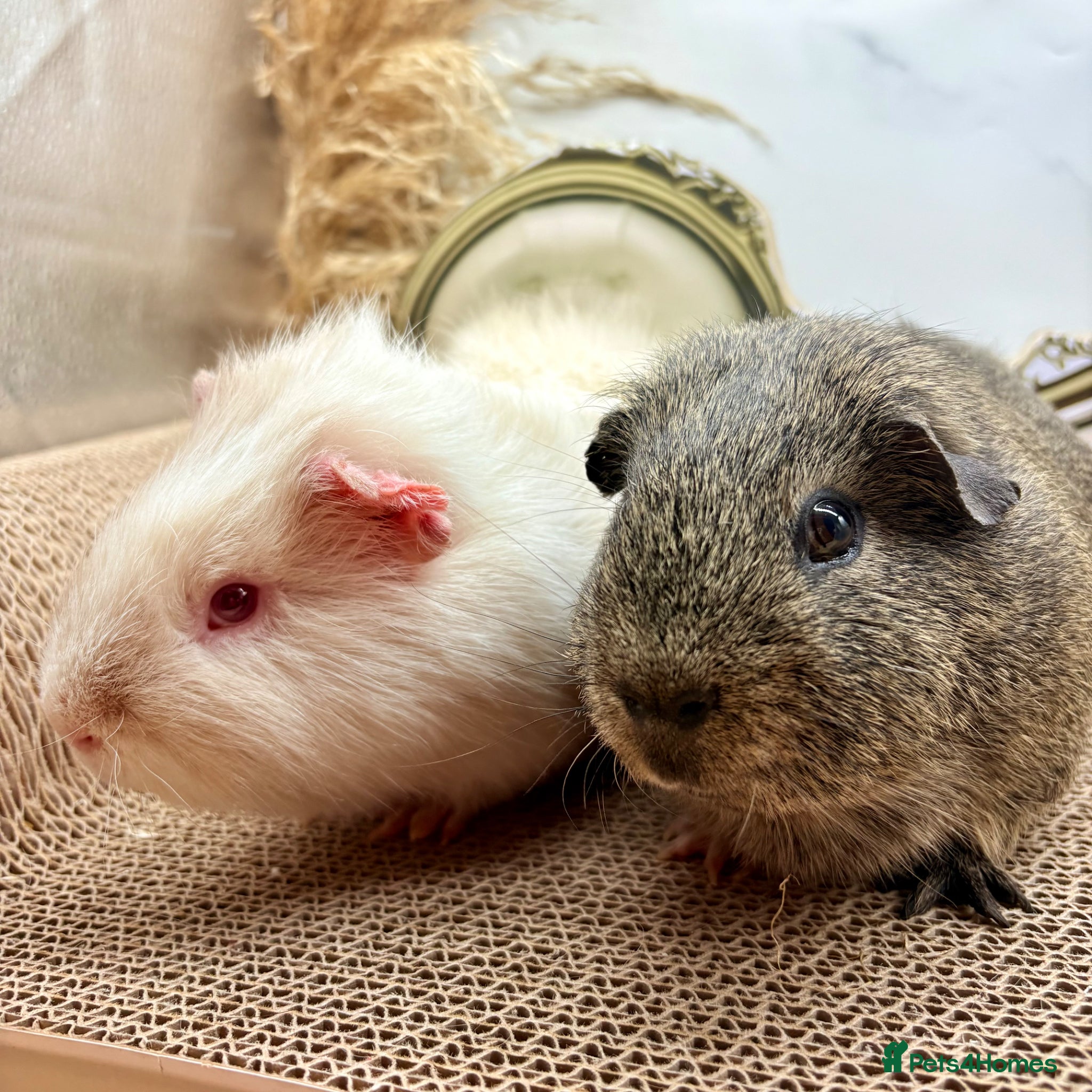 Guinea Pig rodents Gorgeous pair of boys for sale  - Advert 1