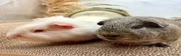 Guinea Pig rodents for sale: Gorgeous pair of boys for sale  - Advert 1