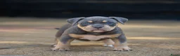 American Bully dogs for sale: American Bully ABKC registered  - Advert 3