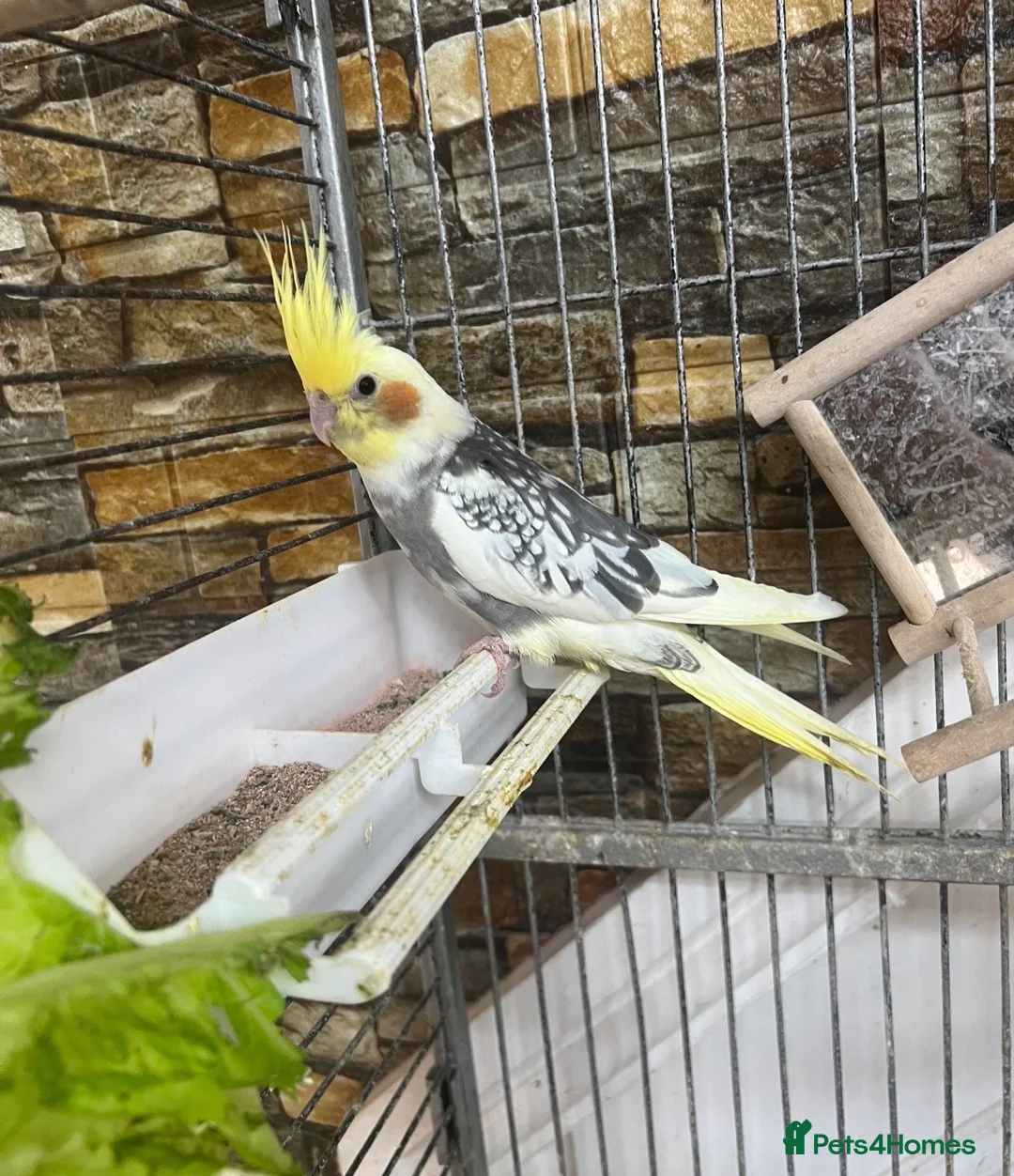 Cockatiels birds for sale: Cocktail - Advert 2