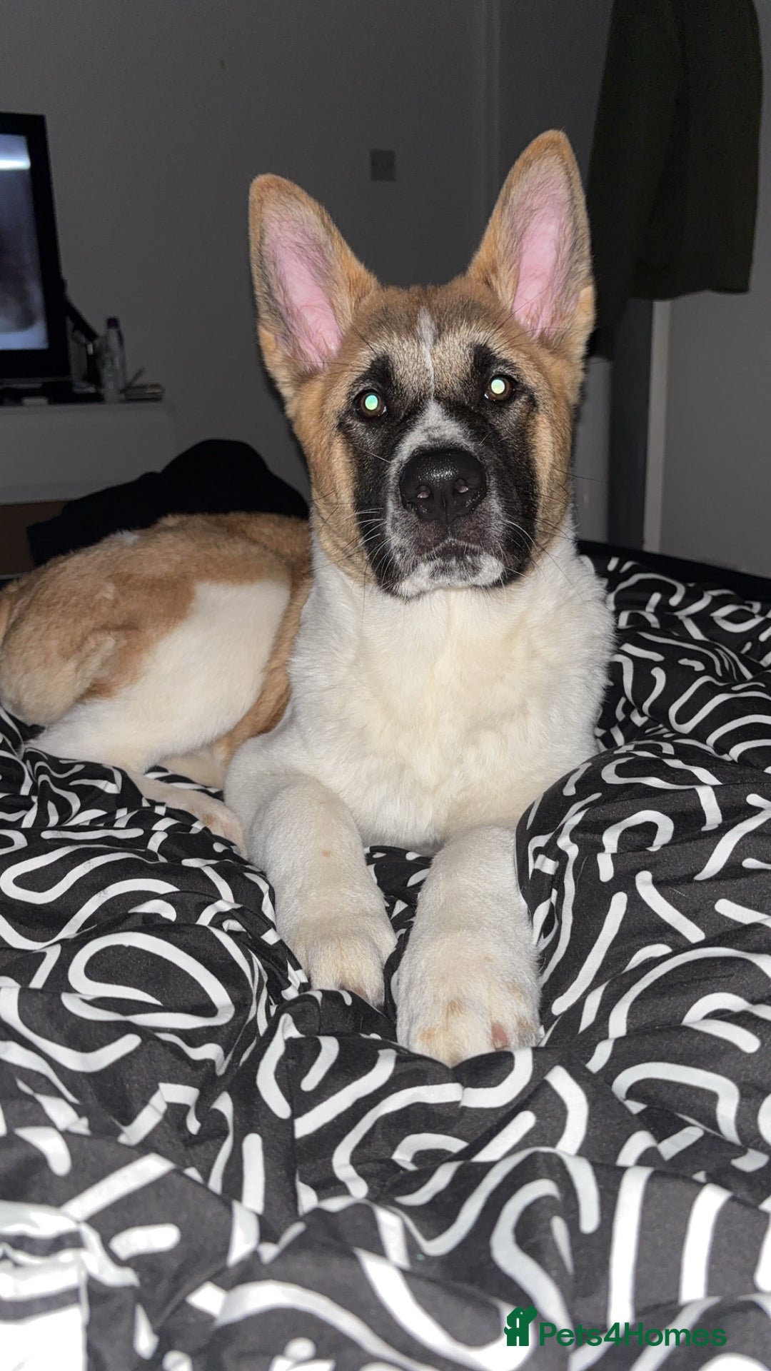 Akita dogs for sale: Female Akita puppy - Advert 2