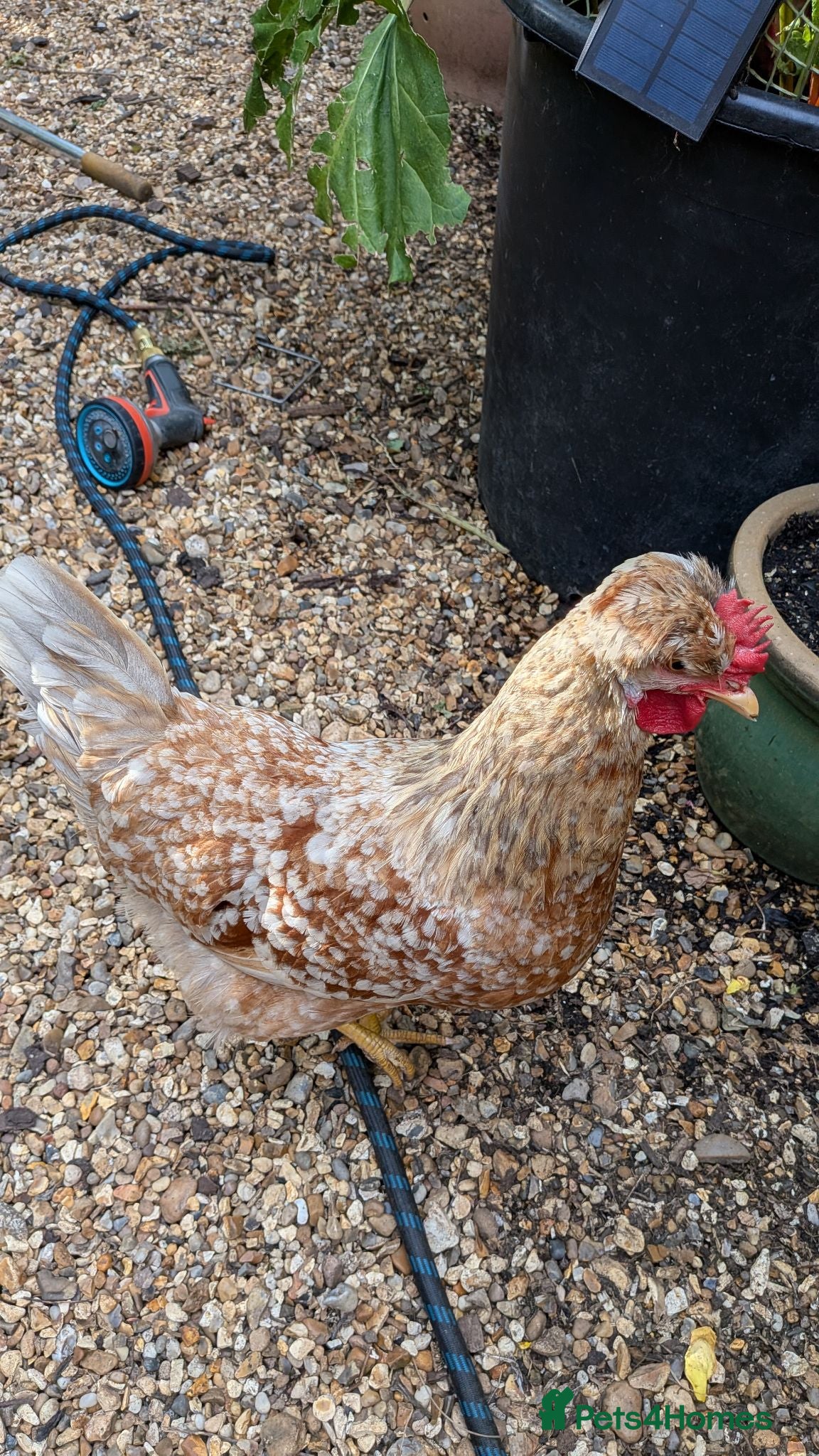 Chickens poultry 2 Swedish Flower Hens for Sale to Very Good Home  - Advert 2
