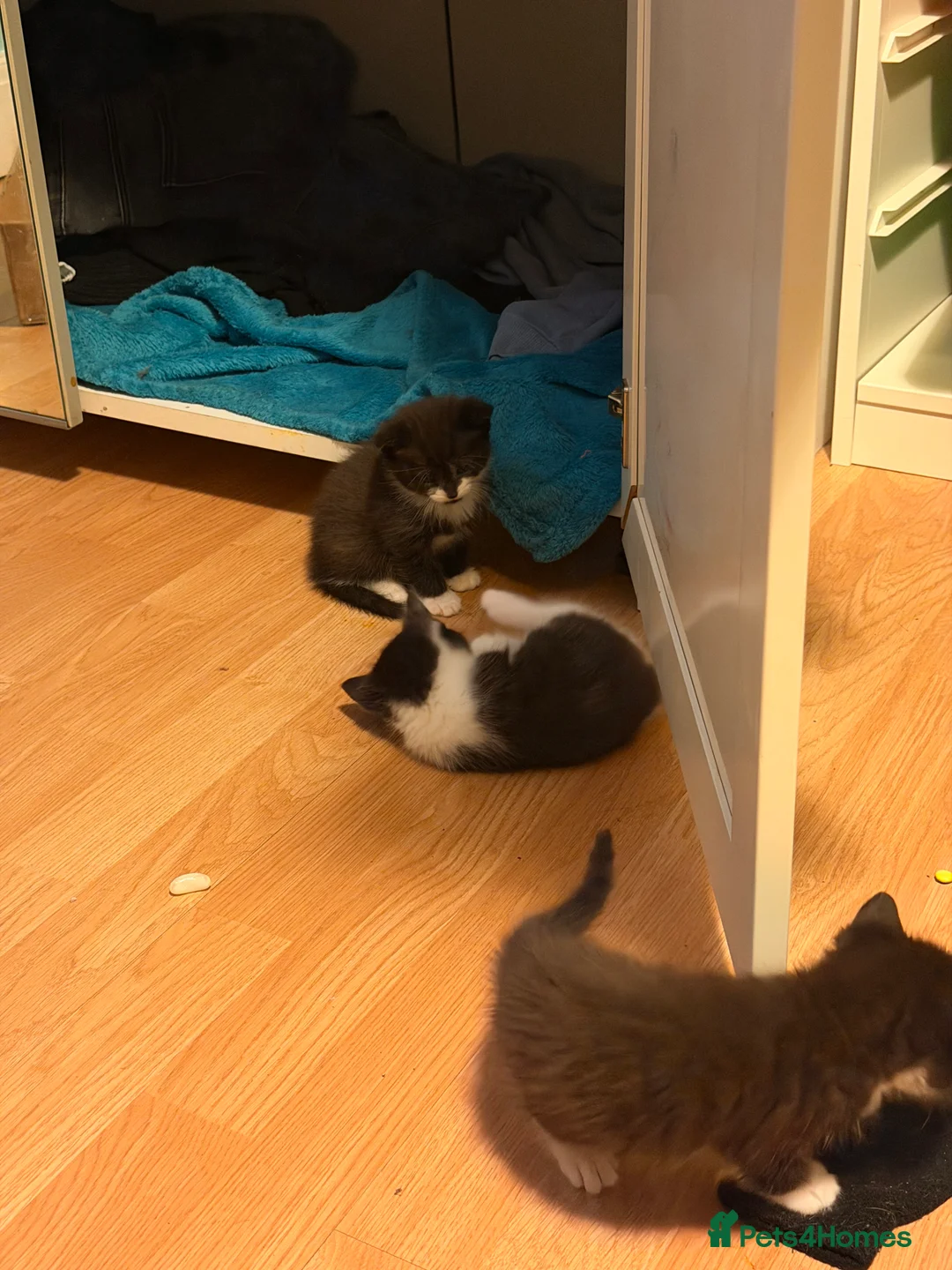 Mixed Breed cats for sale: 12Week Old Kittens Looking for Their Forever Homes - Advert 10