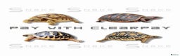 Tortoise reptiles for sale: TORTOISE BABIES - Advert 1