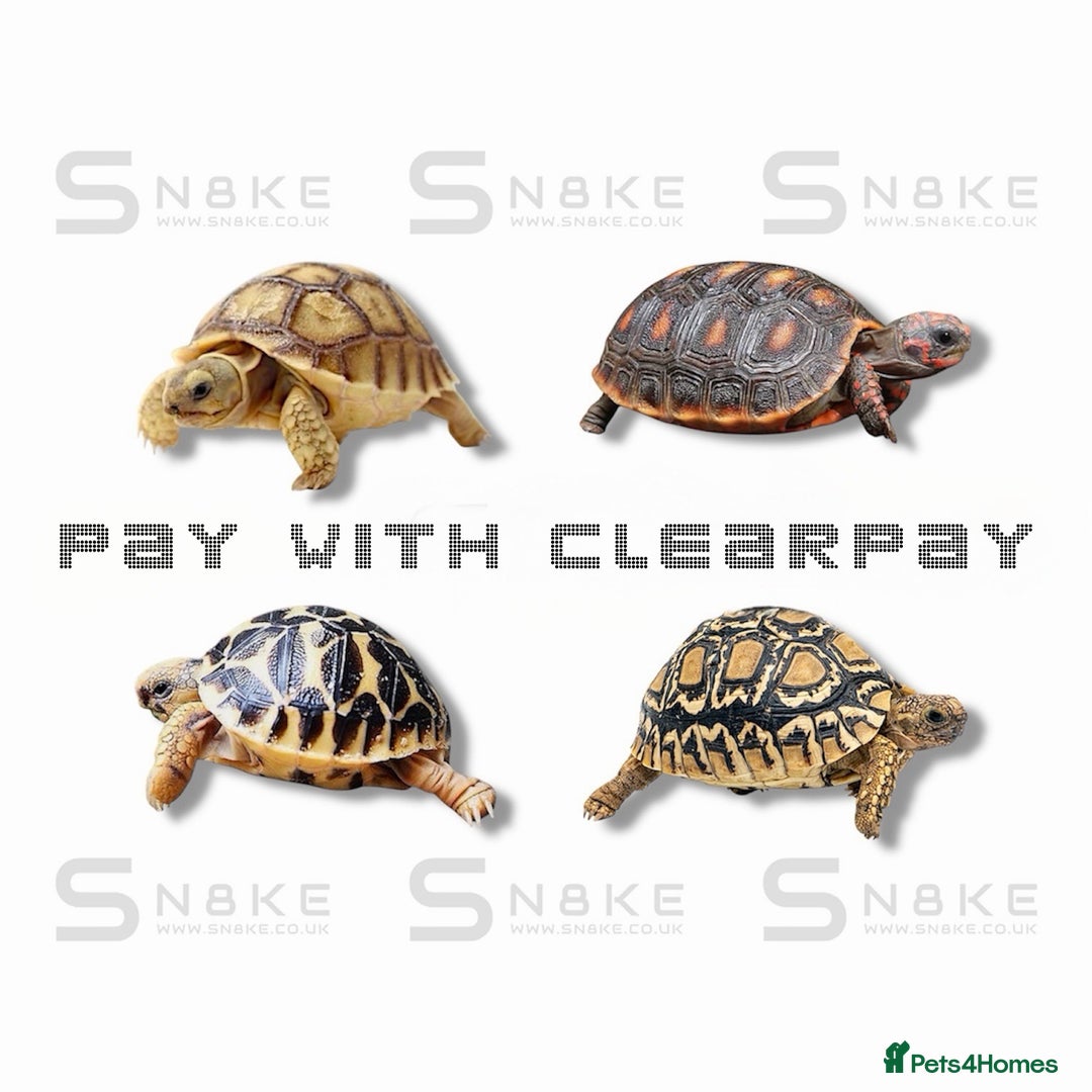 Tortoise reptiles for sale: TORTOISE BABIES - Advert 1