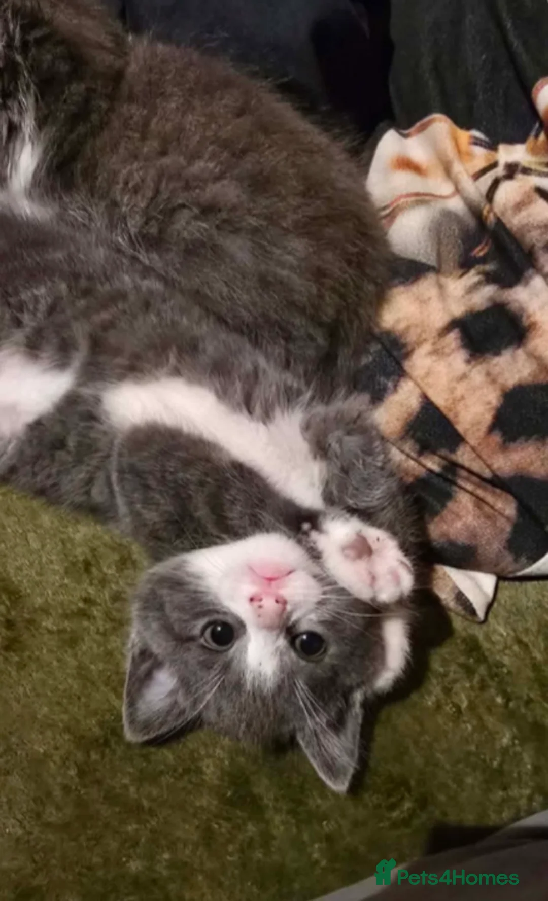 Domestic Shorthair cats for sale: Pair of gorgeous girls &all their bits in Lyme Regis - Advert 2