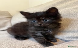 Mixed Breed cats for sale: 5 Beautiful fluffy kittens ready to be re-homed ❤️ - Image 5