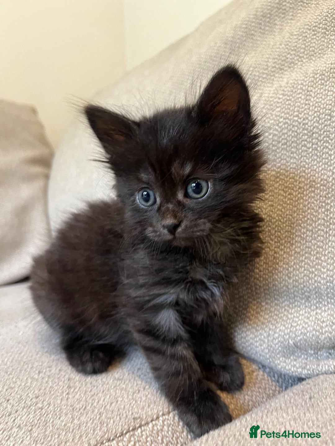 Mixed Breed cats for sale: 5 Beautiful fluffy kittens ready to be re-homed ❤️ - Image 5