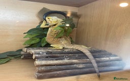 Bearded Dragon reptiles for sale: Hypo Baby Bearded Dragons - Image 10
