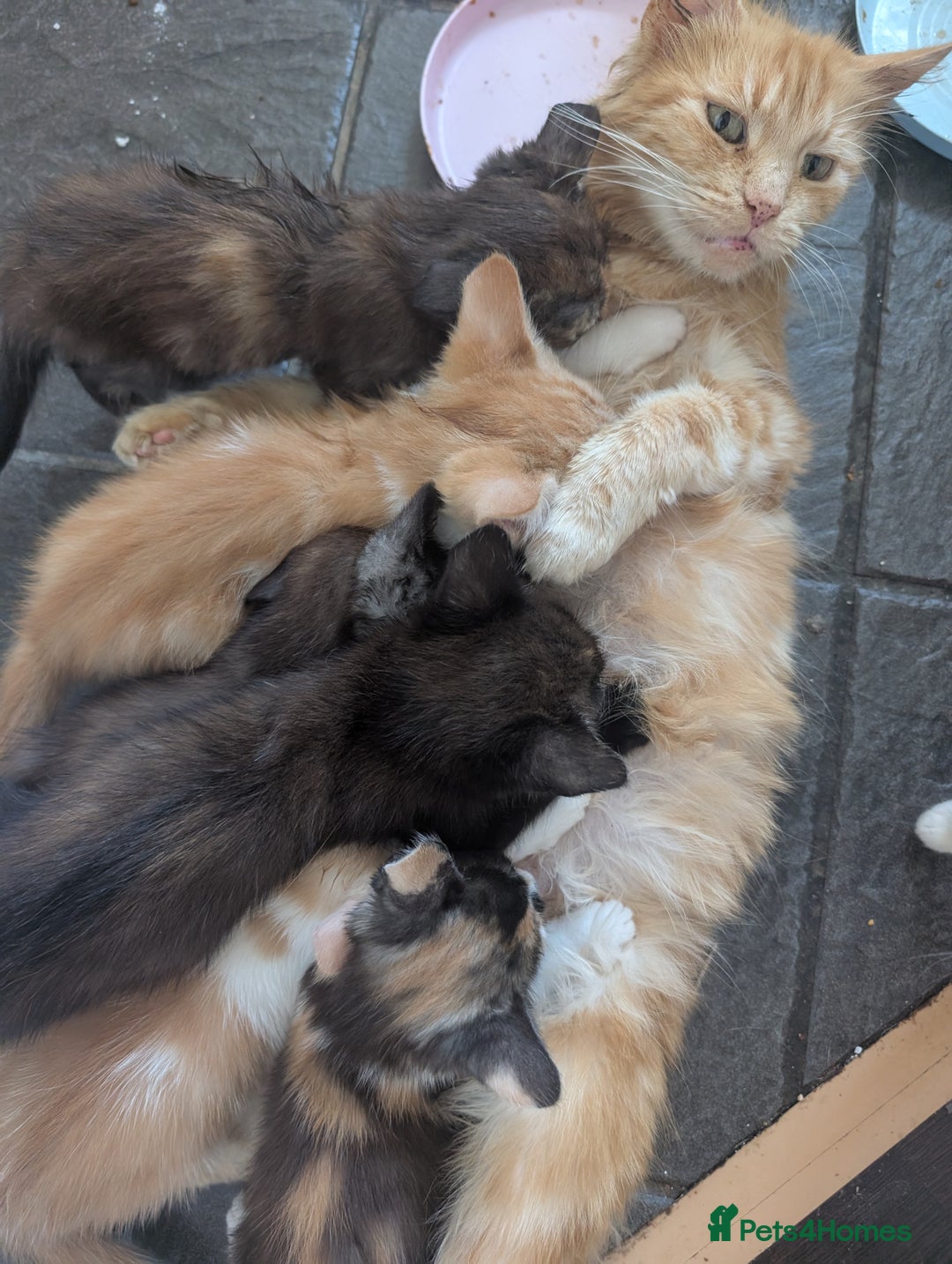 Mixed Breed cats for sale: Cross mainecoon kittens  - Image 7