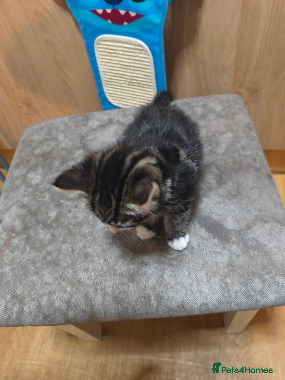 Domestic Shorthair cats for sale: Male kitten - Advert 7