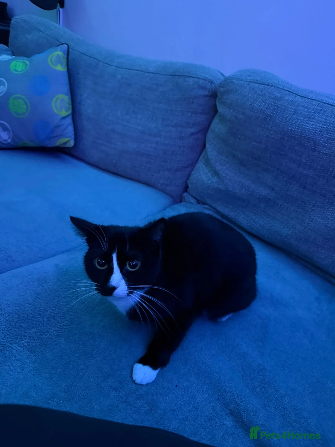 Mixed Breed cats for sale: Cat for rehoming  - Advert 2