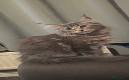 Maine Coon cats for sale: Aurora - Stunning Female Maine Coon - Image 14