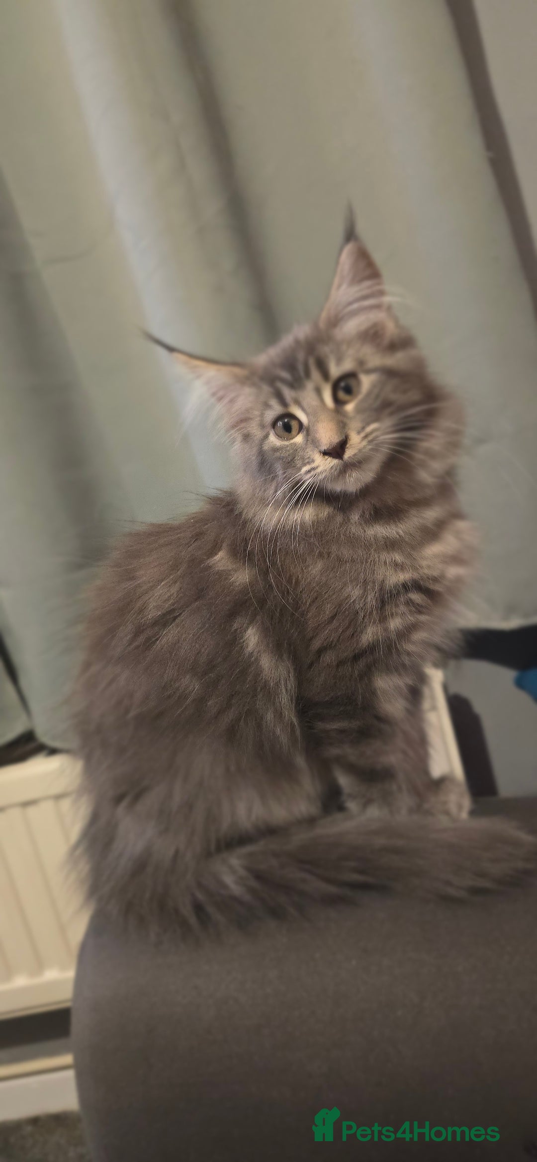 Maine Coon cats for sale: Aurora - Stunning Female Maine Coon - Image 14