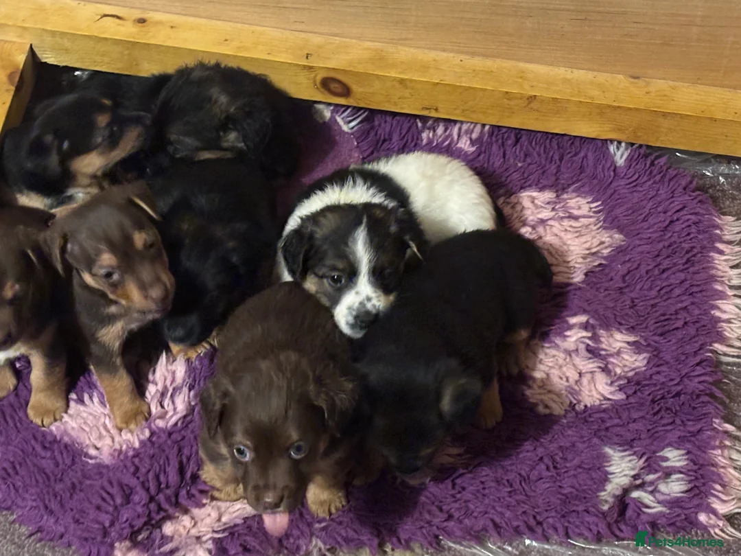 Jack Russell dogs for sale: Trad.family short legged short hair- ready!! - Advert 9