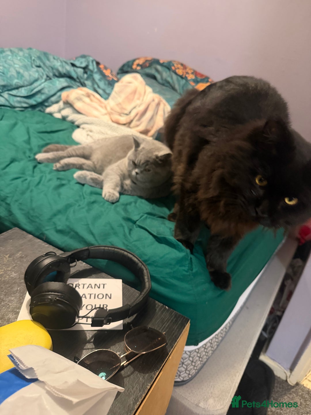 Maine Coon cats for sale: Black Maine Coon Kitten - Advert 4