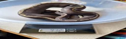 Python Snake reptiles for sale: Royal Python collection in Blackburn - Advert 4
