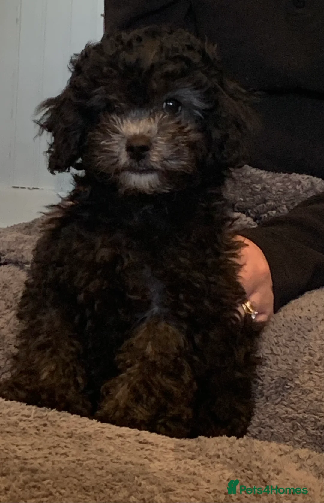 Shihpoo dogs for sale: Shih poo FB1 for sale in Wrexham - Advert 2