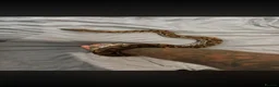 Boa Snake reptiles for sale: Female Dumerils boa  - Advert 1