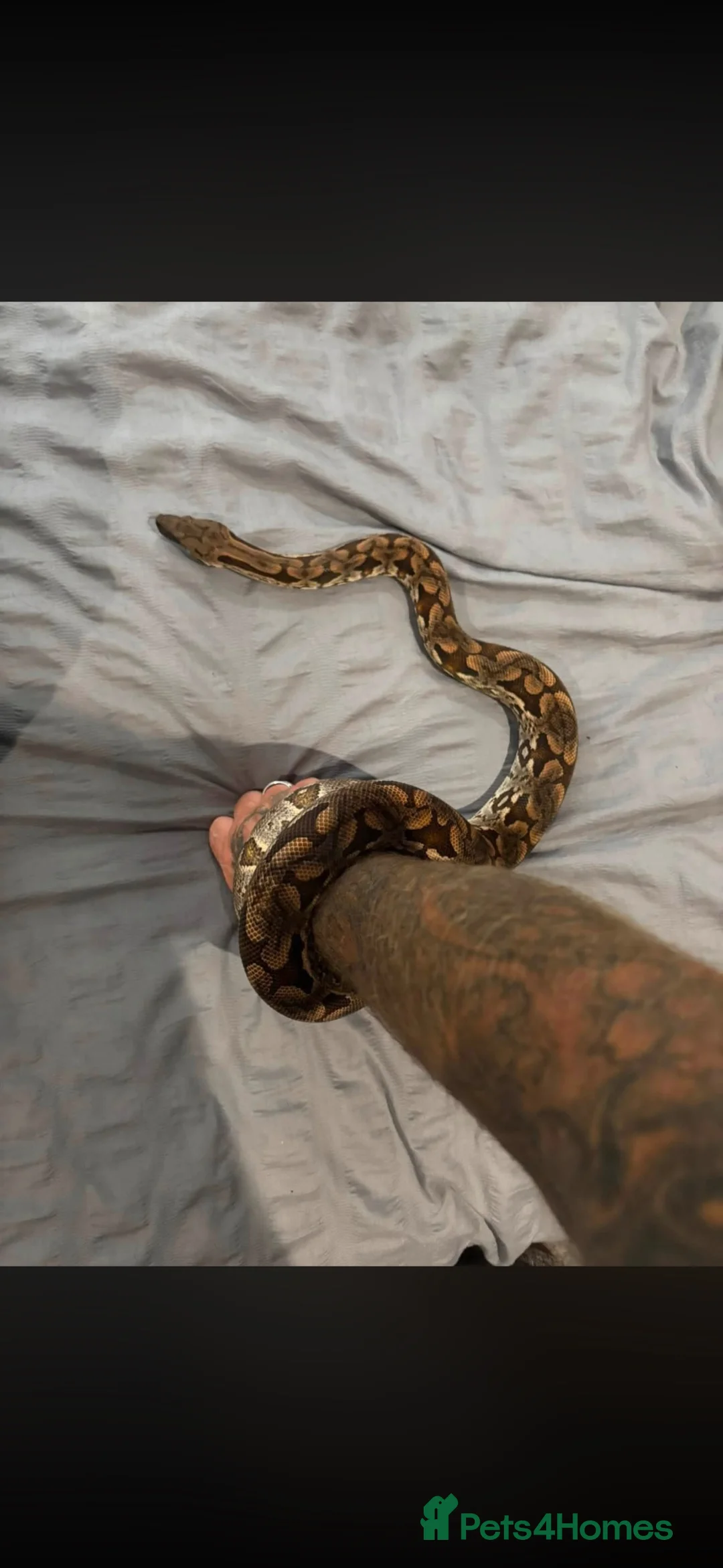 Boa Snake reptiles for sale: Female Dumerils boa  - Advert 1