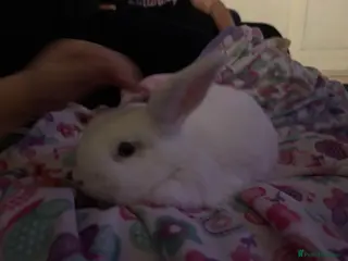 Mixed Breed rabbits Female rabbit 16 weeks old - Advert 15