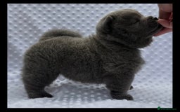 Chow Chow dogs for sale: Quality chow chow pups - Image 36