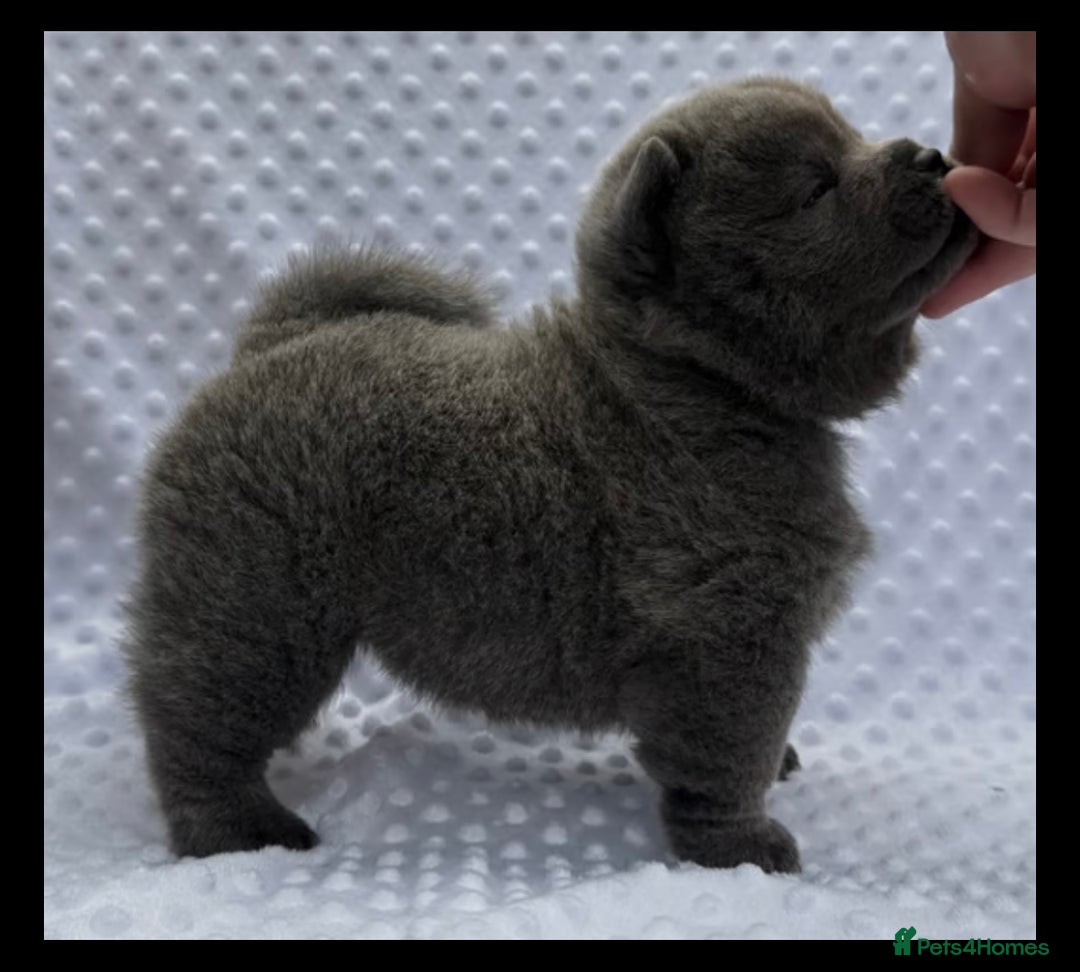 Chow Chow dogs for sale: Quality chow chow pups - Image 36