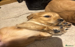 Cockapoo dogs for sale: Beautiful, Rare Cockapoo Puppies – Ready 17th Nov - Advert 15