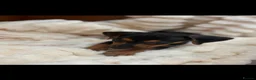 Jackshund dogs for sale: Jackshund Puppies 🐶 - Advert 6