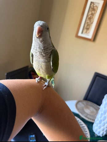 Parakeets birds - Advert 16