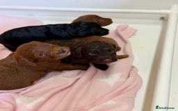 Cockapoo dogs for sale: Stunning toy size F1 cockapoo puppies - Image 1