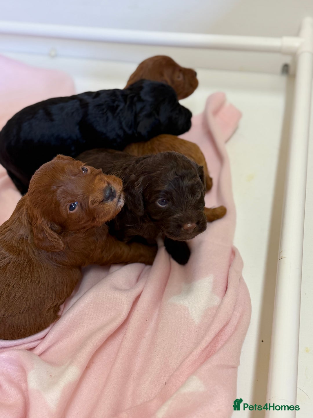 Cockapoo dogs for sale: Stunning toy size F1 cockapoo puppies - Image 1