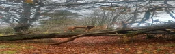 Rhodesian Ridgeback dogs for stud: Athletic RR for stud  - Advert 2