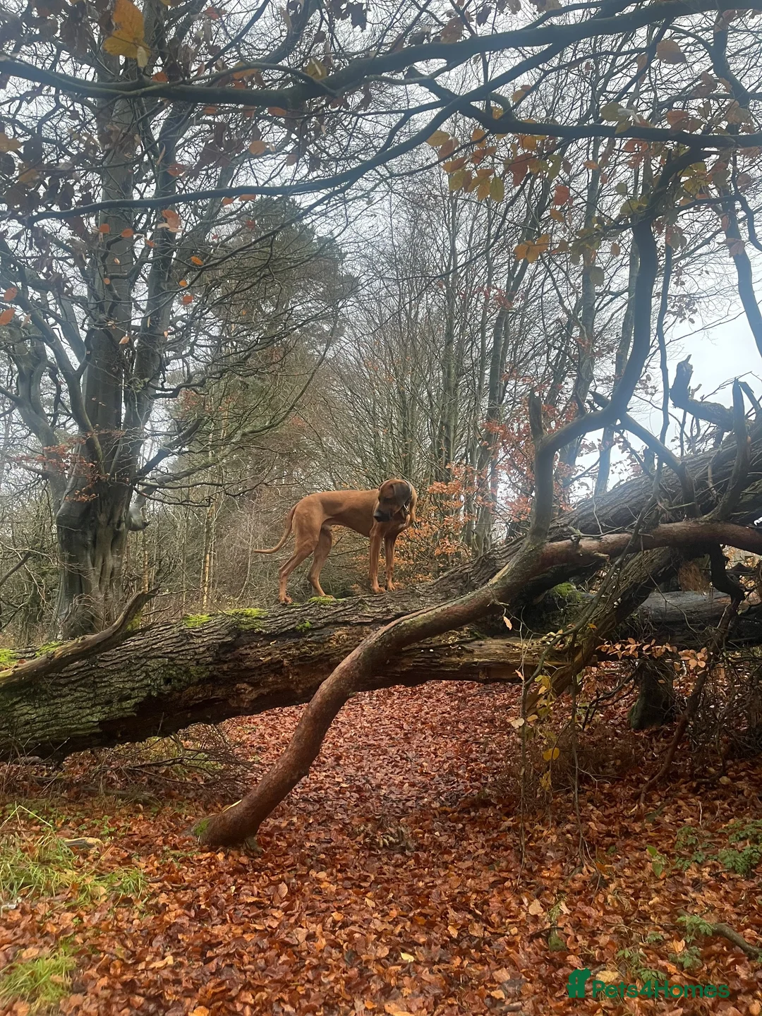 Rhodesian Ridgeback dogs for stud: Athletic RR for stud  - Advert 2