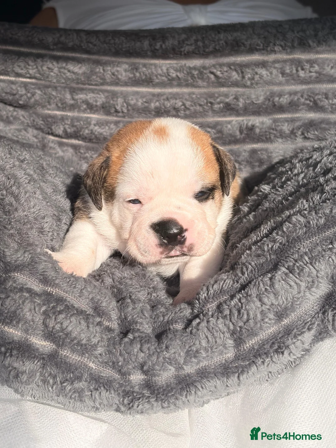 Mixed Breed dogs for sale: Fluffy English bull dogs  - Advert 2