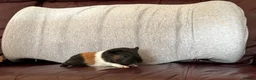 Guinea Pig rodents for sale: Male Guinea pigs - Advert 2