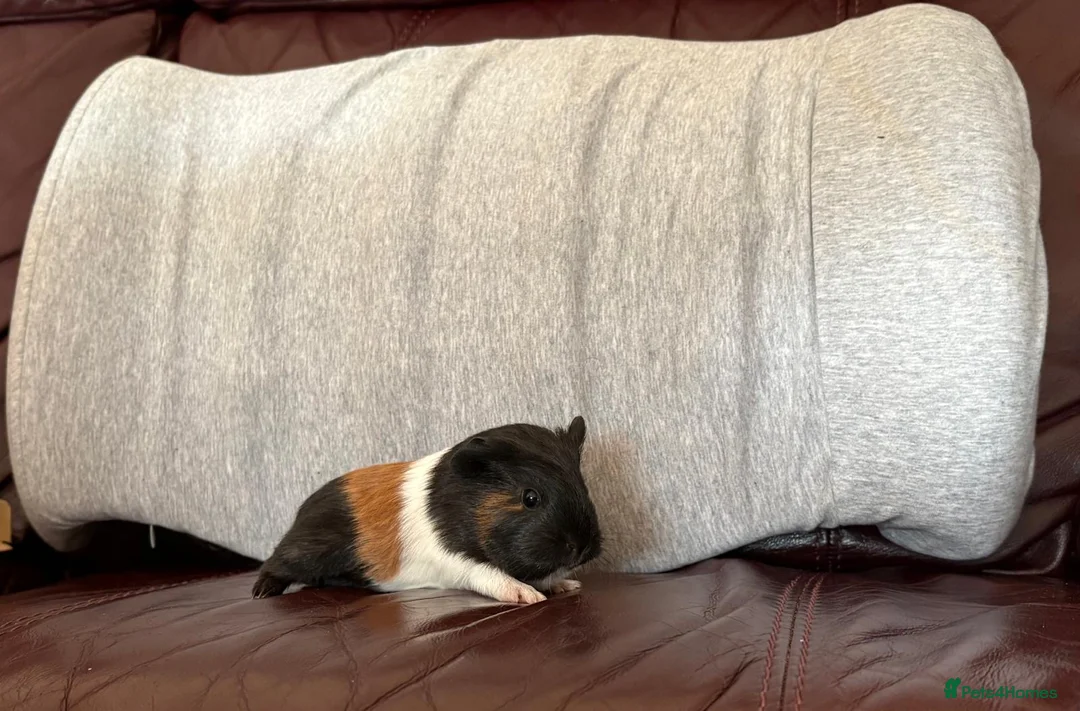 Guinea Pig rodents for sale: Male Guinea pigs - Advert 2