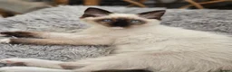 Ragdoll cats for sale: Purebred beautiful ragdoll kittens  - Advert 5