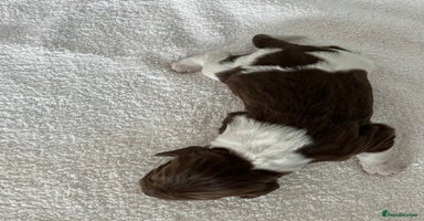 English Springer Spaniel dogs in Stirling - Advert 5