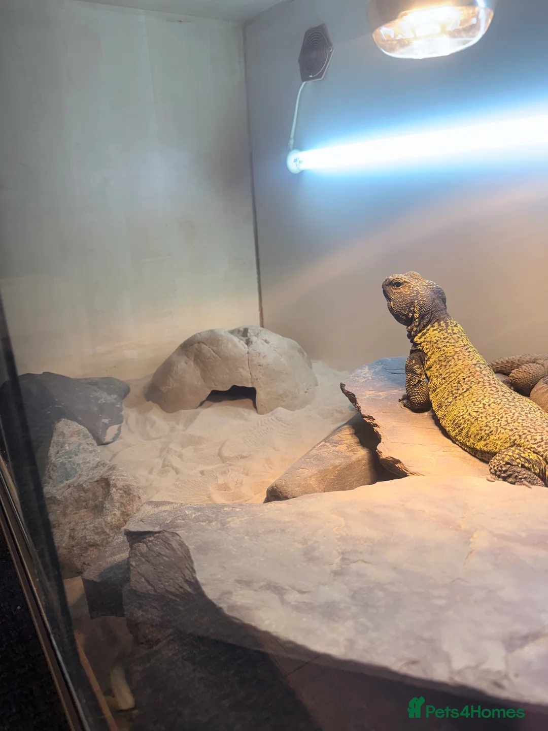 Lizard reptiles for sale: Pair of Moroccan Uromastyx (U.Acanthinuras) - Advert 4