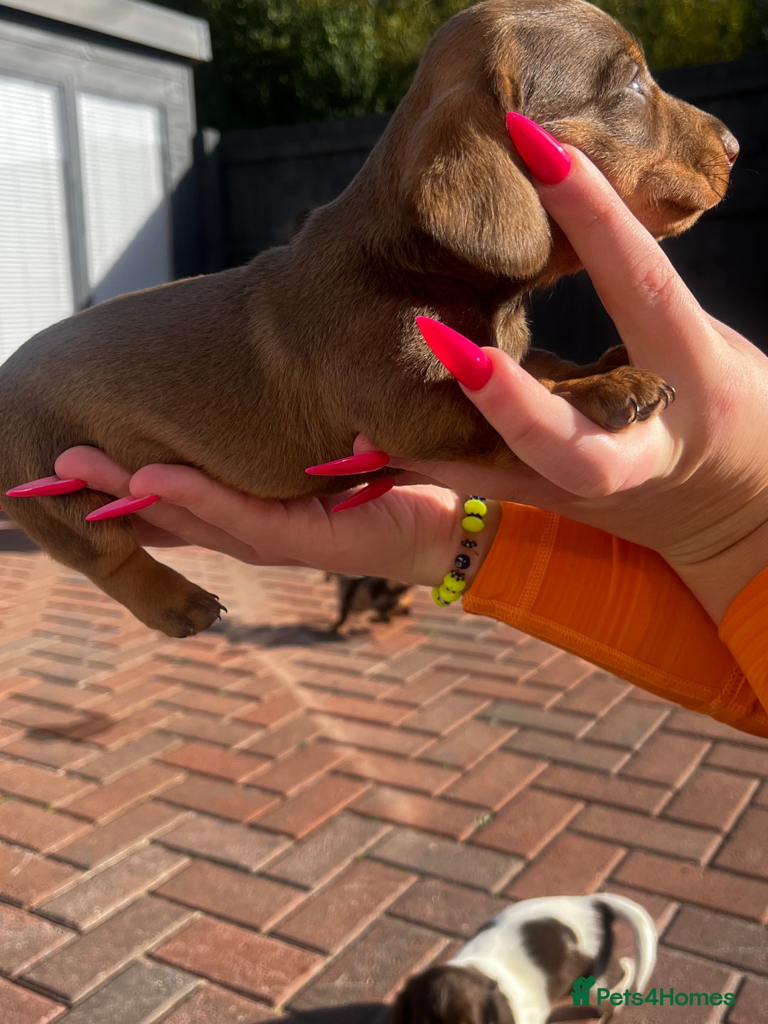 Dachshund dogs for sale: Beautiful Male Dachshunds 🐶  - Image 8