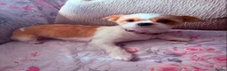 Mixed Breed dogs for sale: Female Shih Tzu cross chihuahua for rehoming - Advert 4