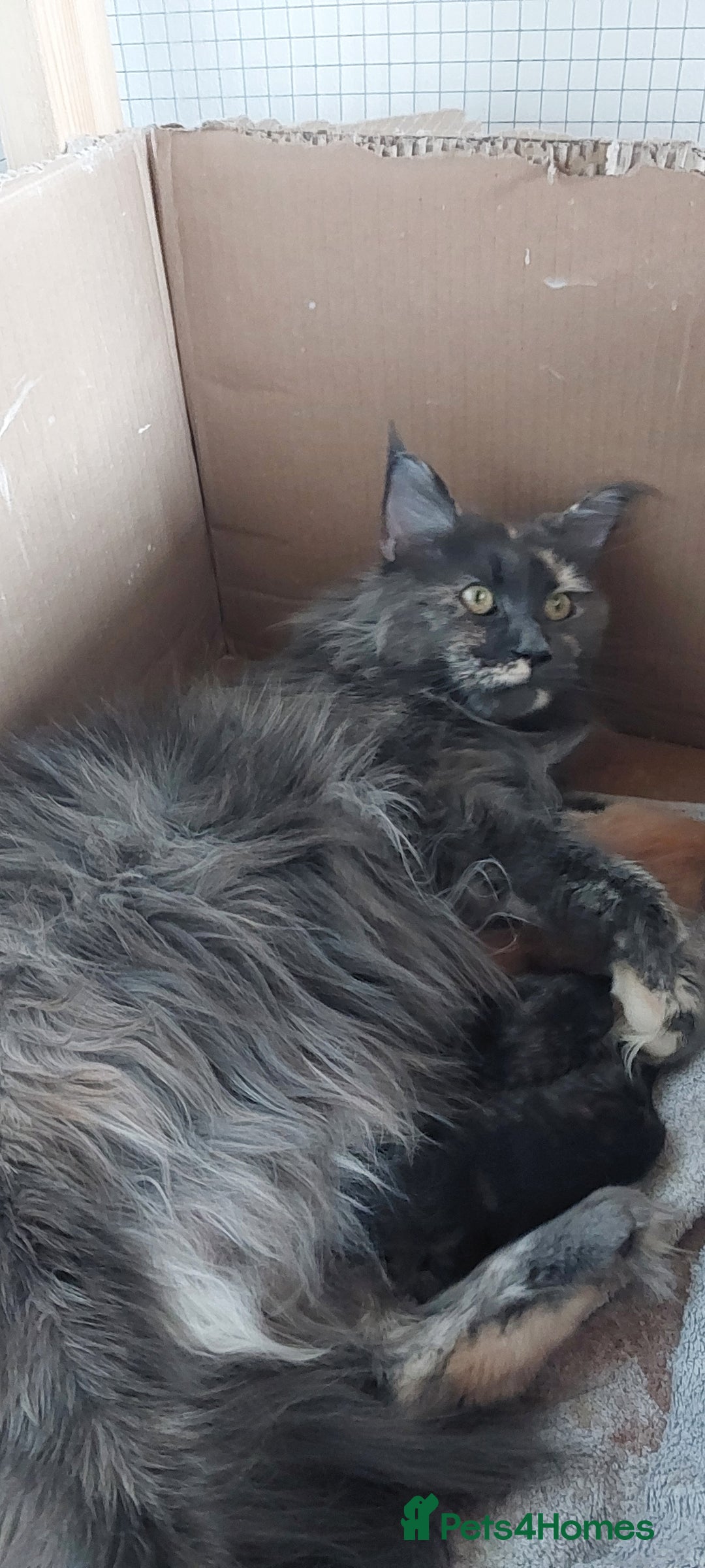 Maine Coon cats for sale: Maine Coon  kittens - Advert 3