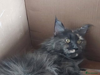 Maine Coon cats Maine Coon kittens - Advert 1