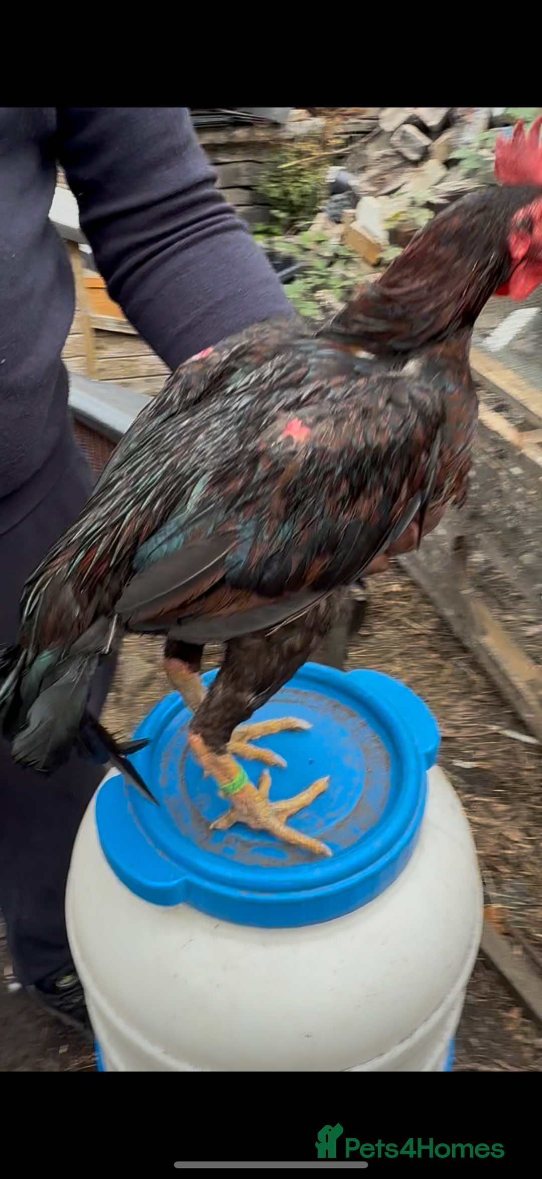 Chickens poultry for sale: Bengum Aseel rooster pakistani begum - Image 5