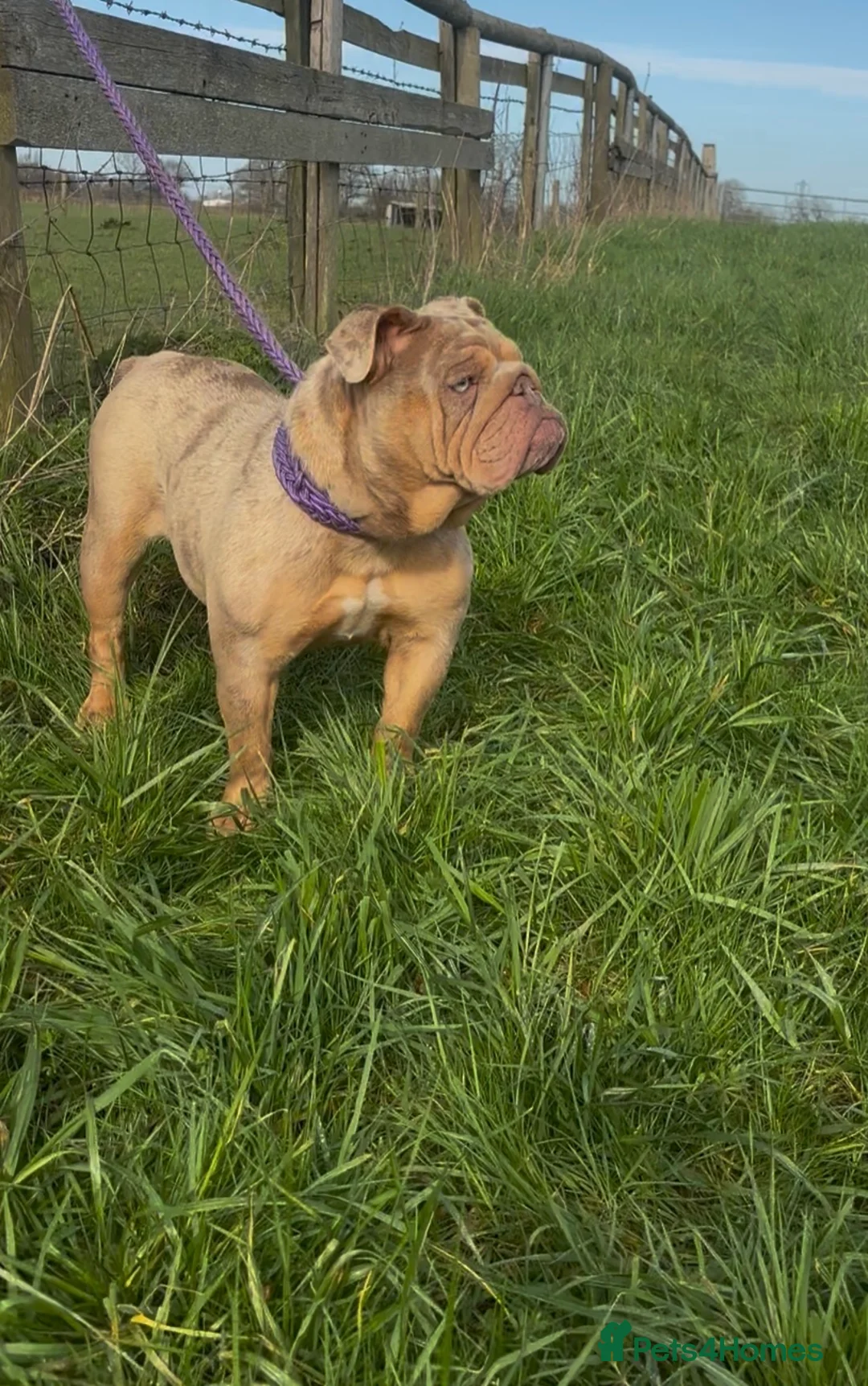 English Bulldog dogs for sale: Loving Merle female  - Advert 2